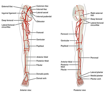 Peripheral - Legs/Hand