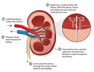 Renal - kidney